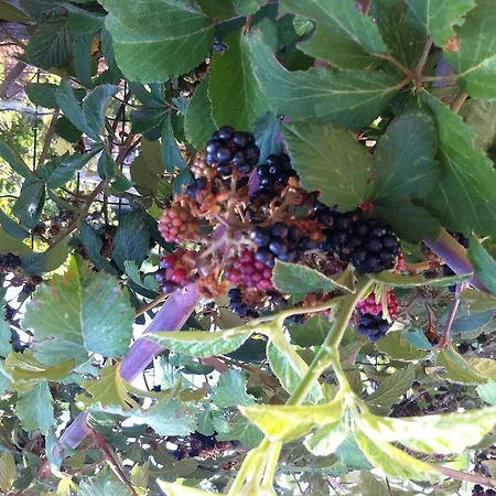 Le Grotte Di Notar Couette-café Castellana Grotte