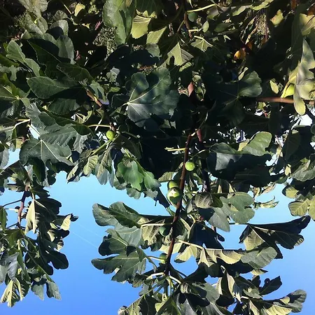 Couette-café Le Grotte Di Notar 3*