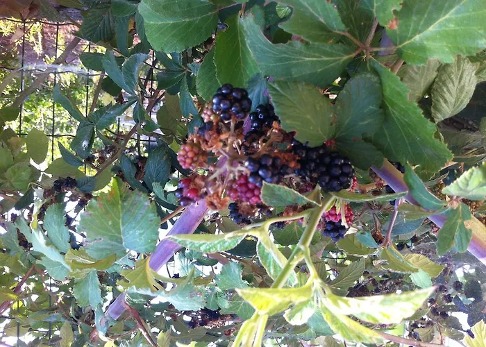 Le Grotte Di Notar Bed and breakfast Castellana Grotte